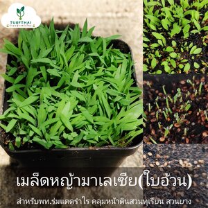 (1กก.)เมล็ดหญ้ามาเล หญ้าพรม cow grass สำหรับงานพื้นที่ร่มรำไร คลุมดินบ้านสวน ไร่สวนผลไม้ สวนยาง สวนทุเรียน เป็นต้น