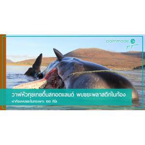 วาฬหัวทุยเกยตื้นสกอตแลนด์ พบขยะพลาสติกในกระเพาะ 100 กิโล