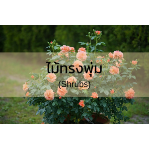 ไม้ทรงพุ่ม (Shrubs)