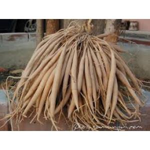 รากสามสิบ (สาวร้อยผัว)