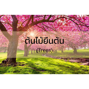 Trees / ต้นไม้ยืนต้น (ให้ร่มเงา)