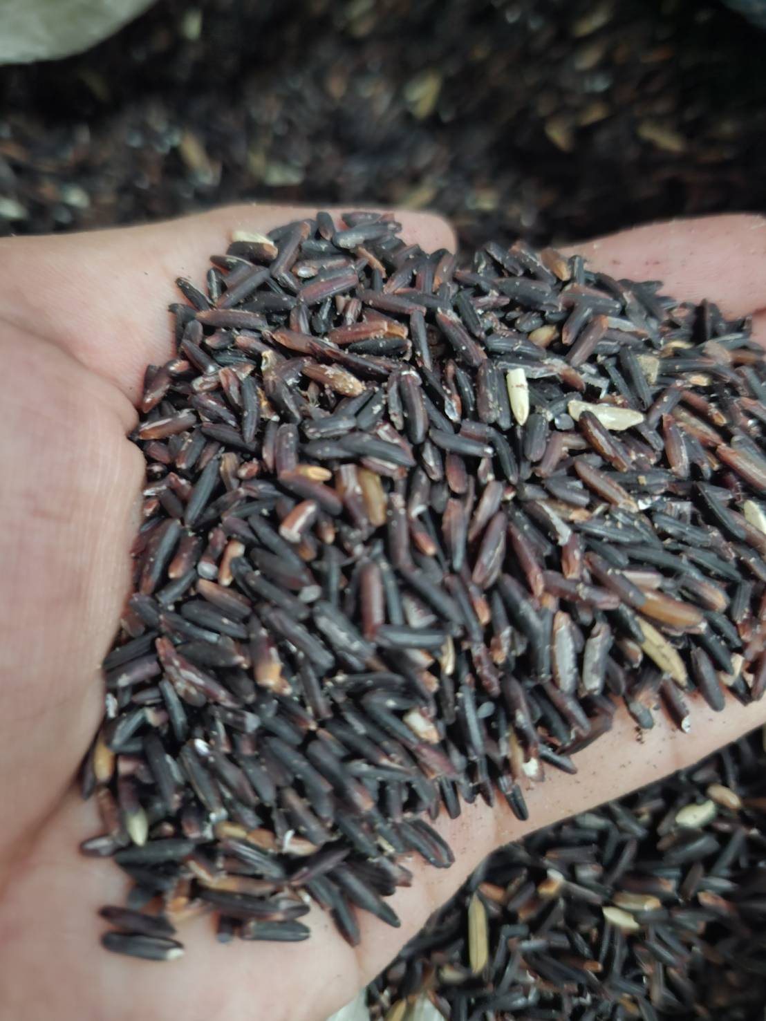 ข้าวไรซ์เบอรี่ 2 กก. ข้าวไร้สารพิษ ข้าวออแกนิค 100%