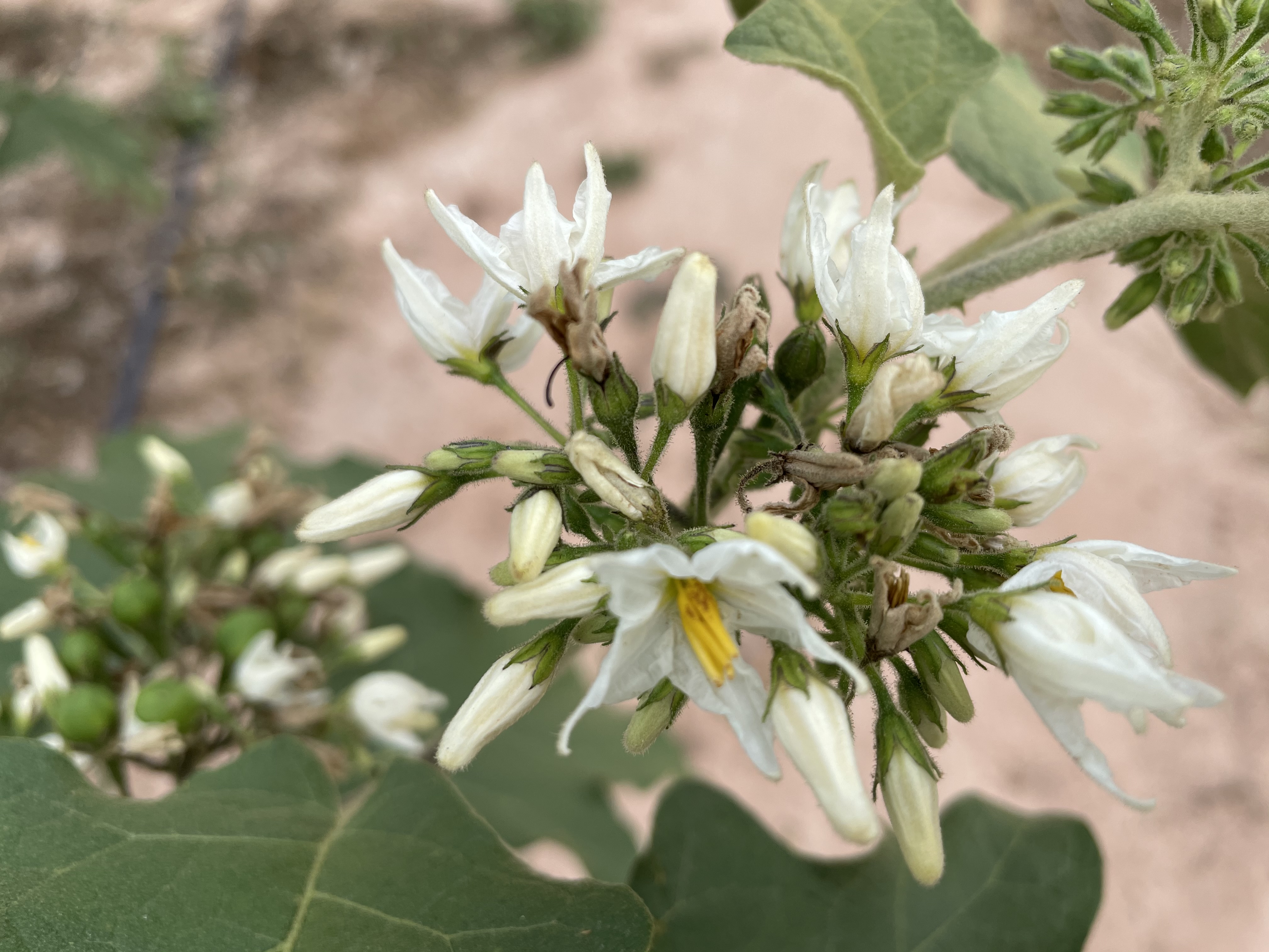 มะเขือพวงอินทรีย์