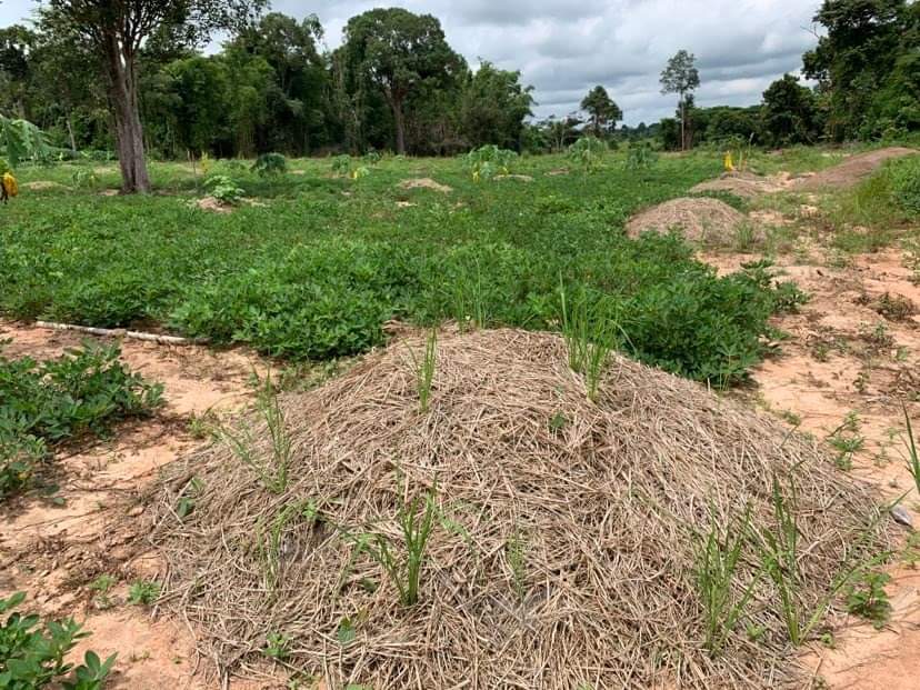 ถั่วลิสงสดอินทรีย์ไร้สารพิษ 1kg