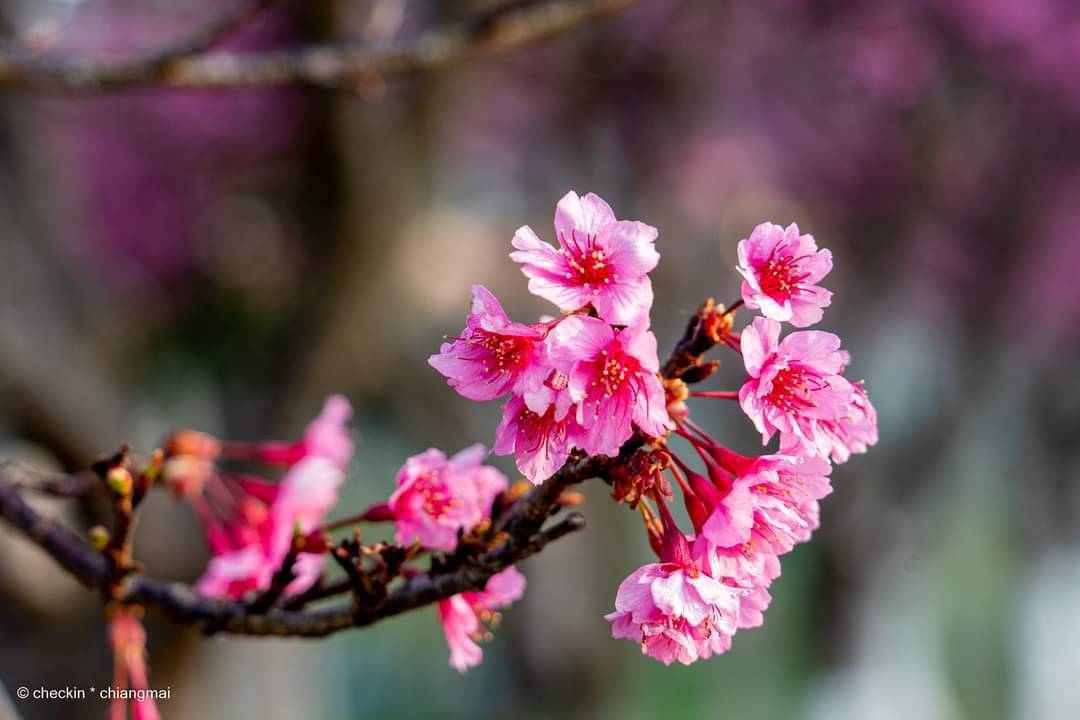 ต้นพญาเสือโคร่ง ซากุระเมืองไทย