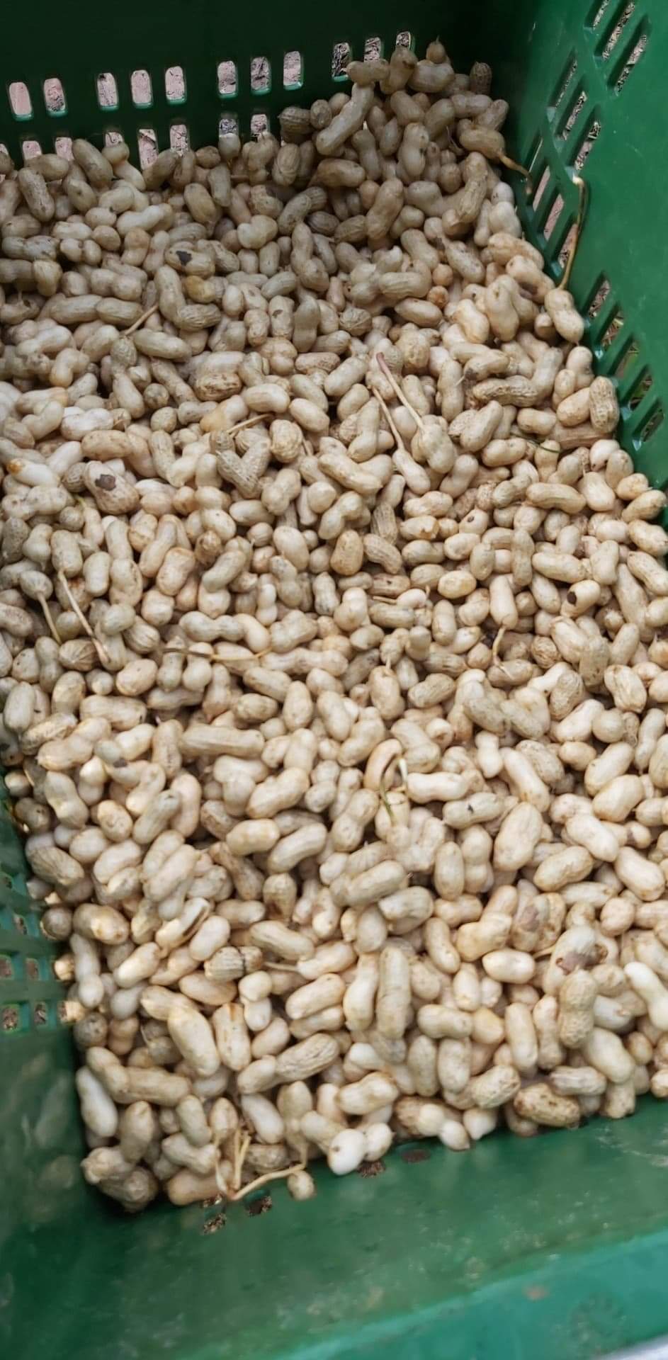 ถั่วลิสงสดอินทรีย์ไร้สารพิษ 1kg