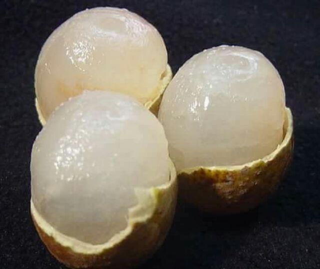 ต้นลำใยอีดอ ขนาด60-70 ชม.สั่ง2-4 ต้นต่อออเดอร์