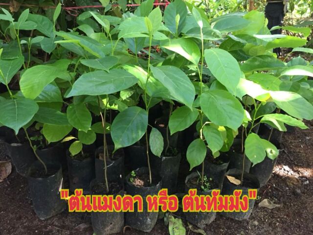 ต้นแมงดาหรือต้นทัมมังพร้อมส่งค่ะ