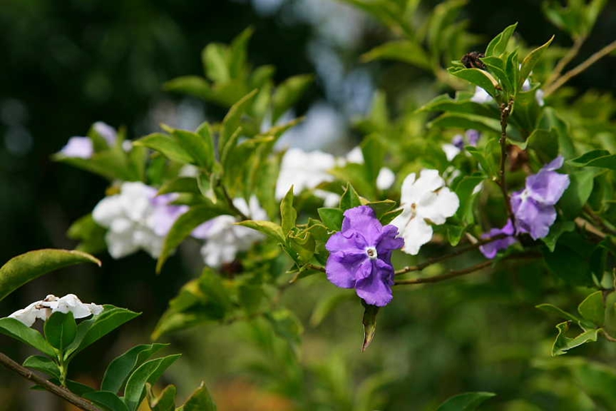 ต้นพุดสามสี