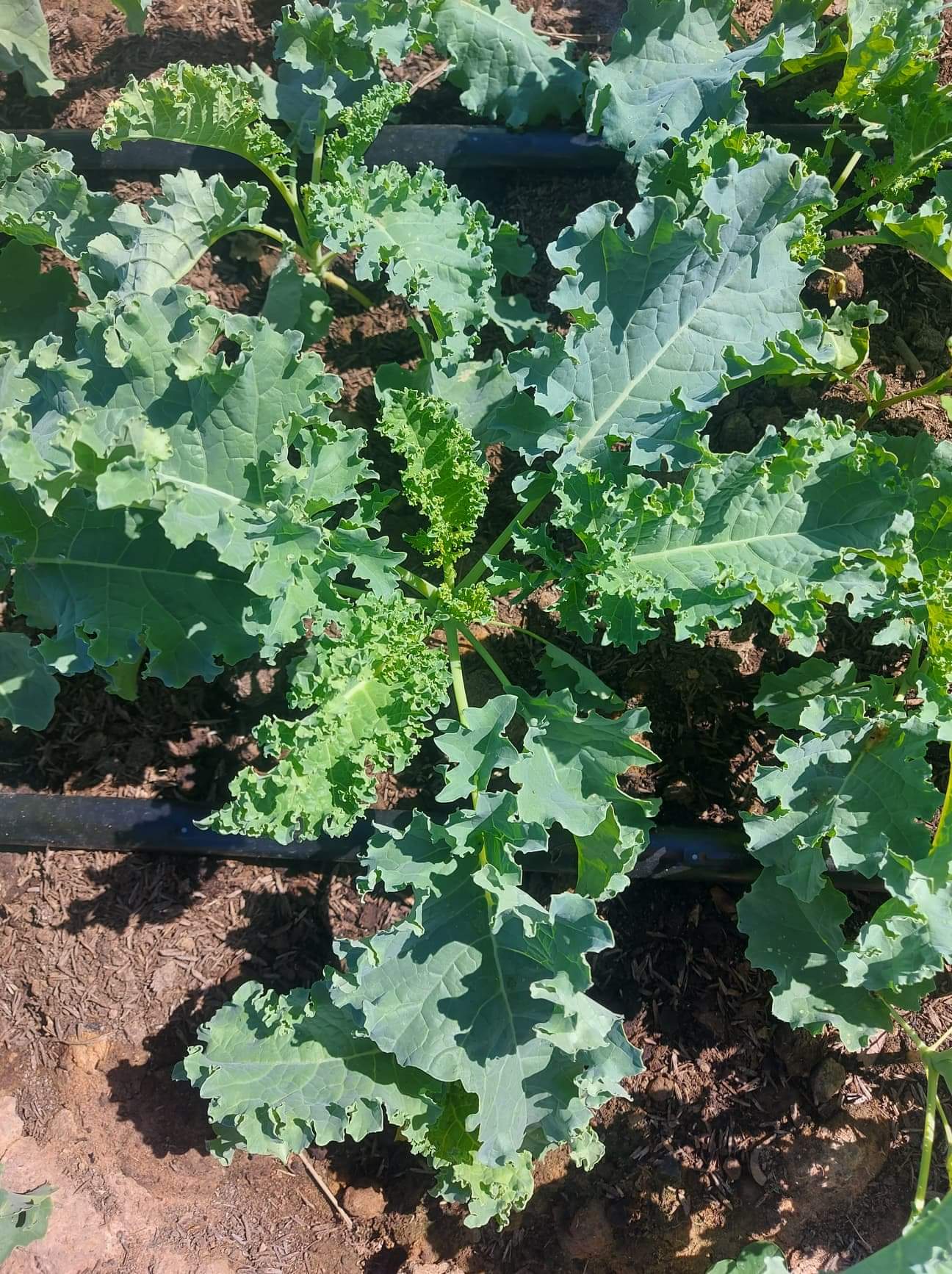 เคลหรือคะน้าใบหยิก บรรจุ200กรัม