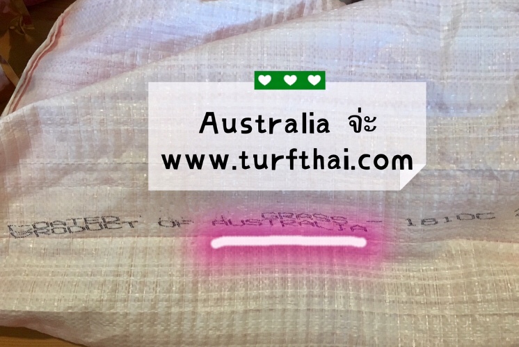 (500กรัม)เมล็ดหญ้ามาเลย์,หญ้าพรมใบอ้วน,หญ้าหลุยเซียน่า-หญ้ามาเลเซีย พร้อมคู่มือและฮอโมนแช่เมล็ด