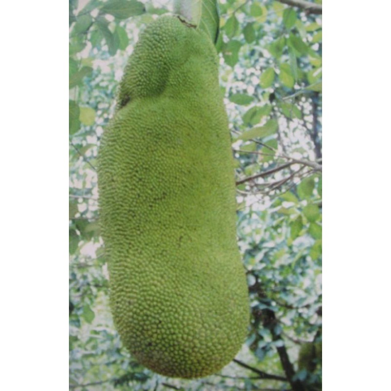 💢#ต้นขนุนทองส้ม ขนุนเนื้อส้มพันธุ์หายากมาแล้วจ้า