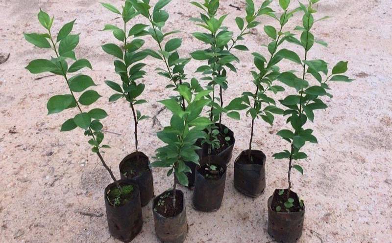 🌿ต้นลูกพรุน อิตาเลี่ยน เสียบยอด