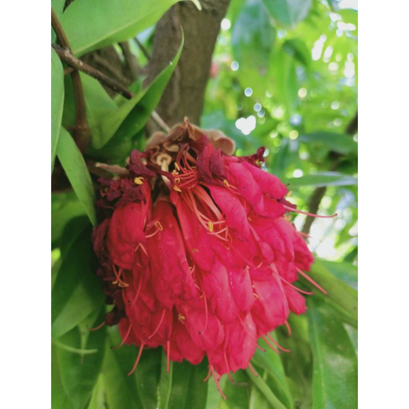 💢#ต้นอโศกปัน พร้อมปลูกอโศกปันไม้หายาก ไม้เสริมสิริมงคล