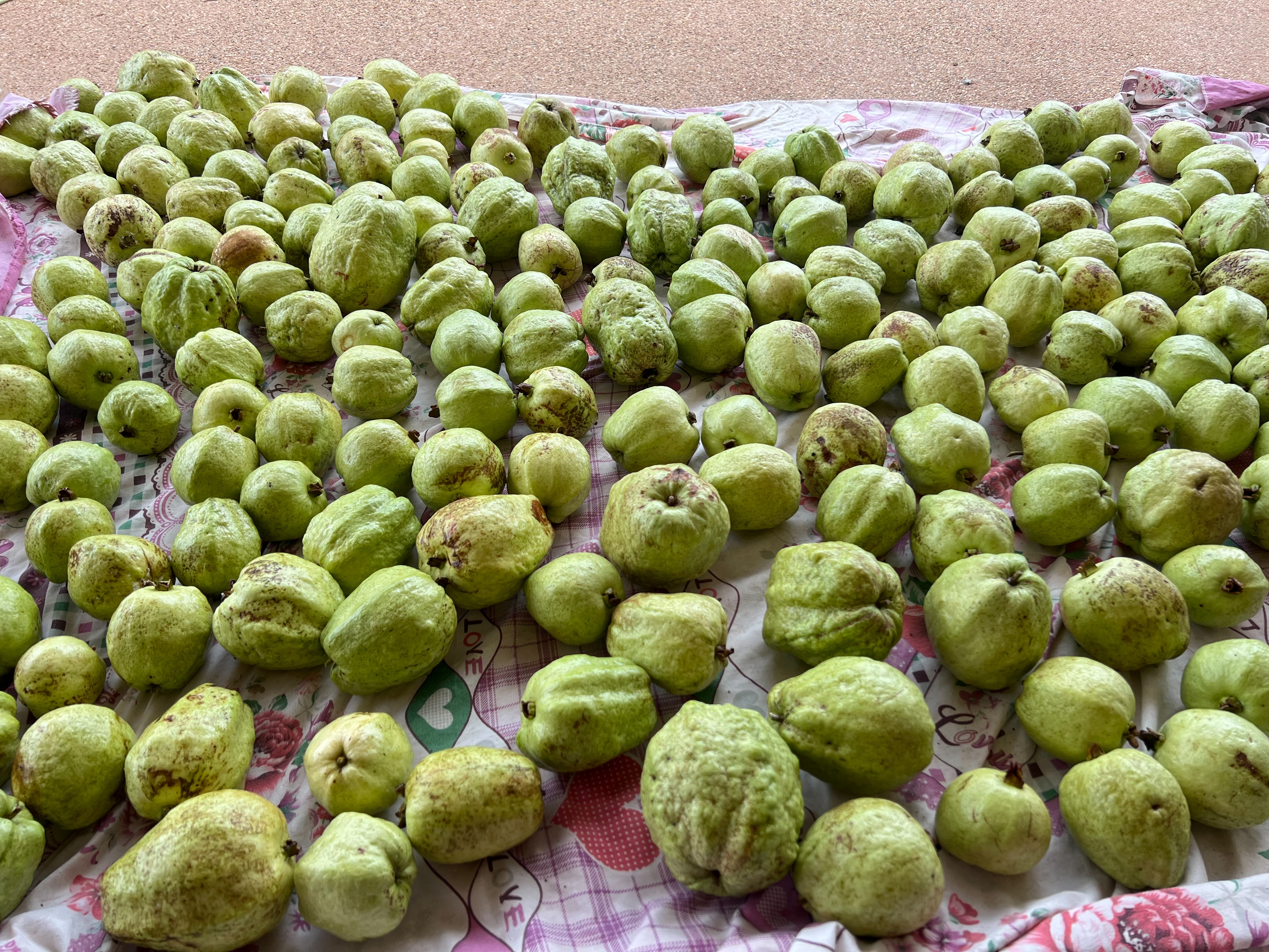 ฝรั่งออแกนิค 5 กก.