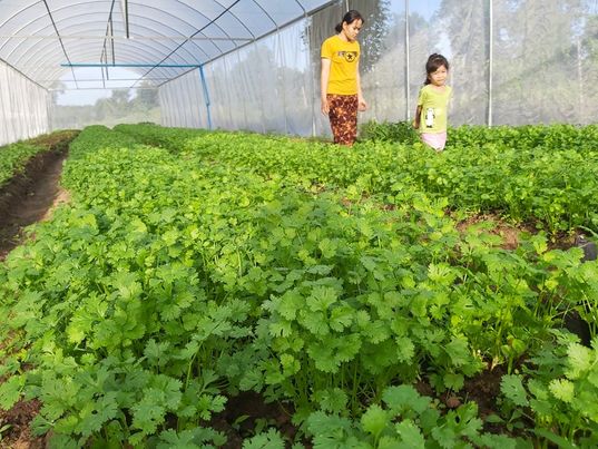 ผักชีไทย ออแกนิค บรรจุ 200 กรัม