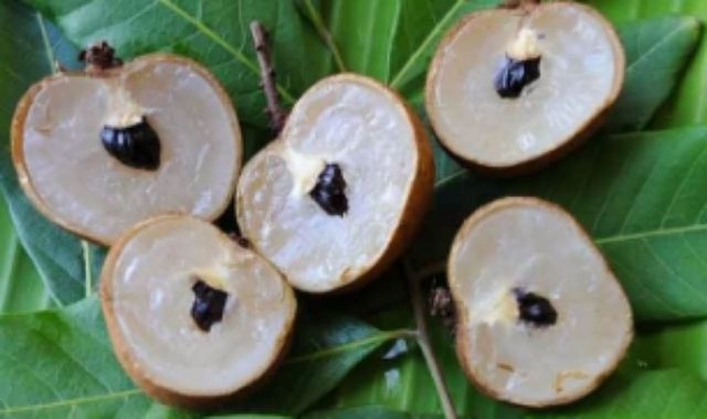 ต้นลำในปิงปอง ลำใยเวียดนาม ลูกใหญ่เท่ากับลูกปิงปอง ลูกดกทวาย