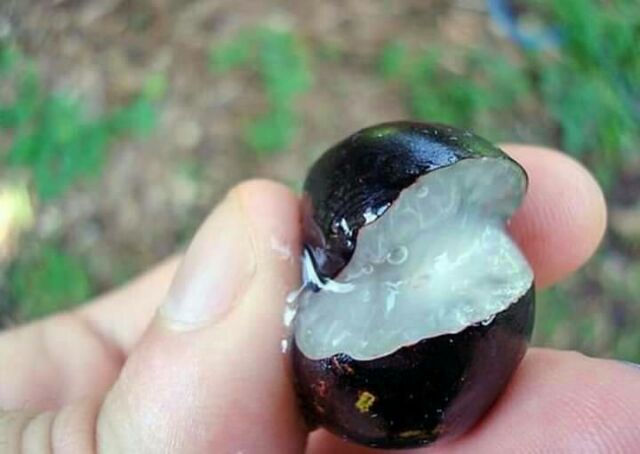 ต้นองุ่นบราซิล ขนาด 20 ชมราคาถูกๆค่ะ