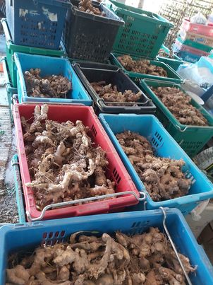 ขิงแก่อินทรีย์ 1,000 กรัม