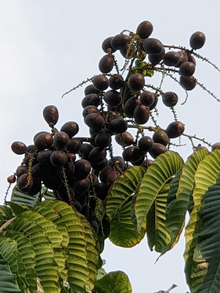 💜ต้นลำใยคริสตัล แปลกรสชาดลำใย+ลิ้นจี่ กลิ่นทุเรียน ต้นพร้อมปลูกให้ผลไว