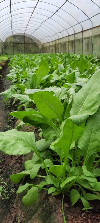 ผักปวยเล้ง อินทรีย์ บรรจุ 500 กรัม