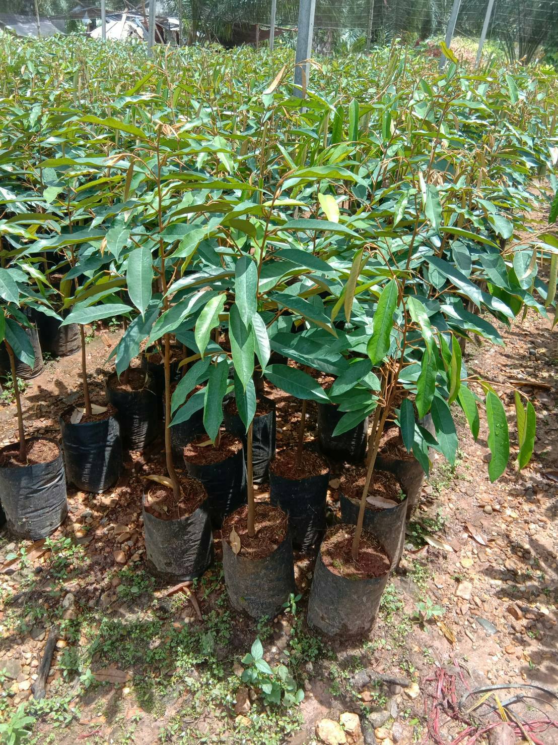 ต้นทุเรียนก้านยาว