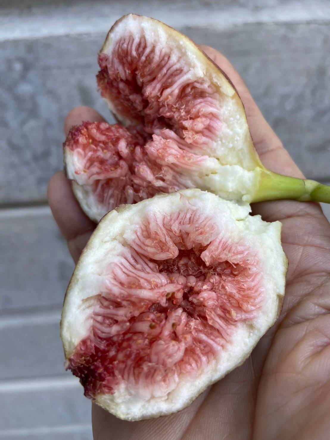 🌰#ต้นมะเดื่อฝรั่งbtm6 สายพันธุ์ญี่ปุ่น กระถาง8นิ้ว