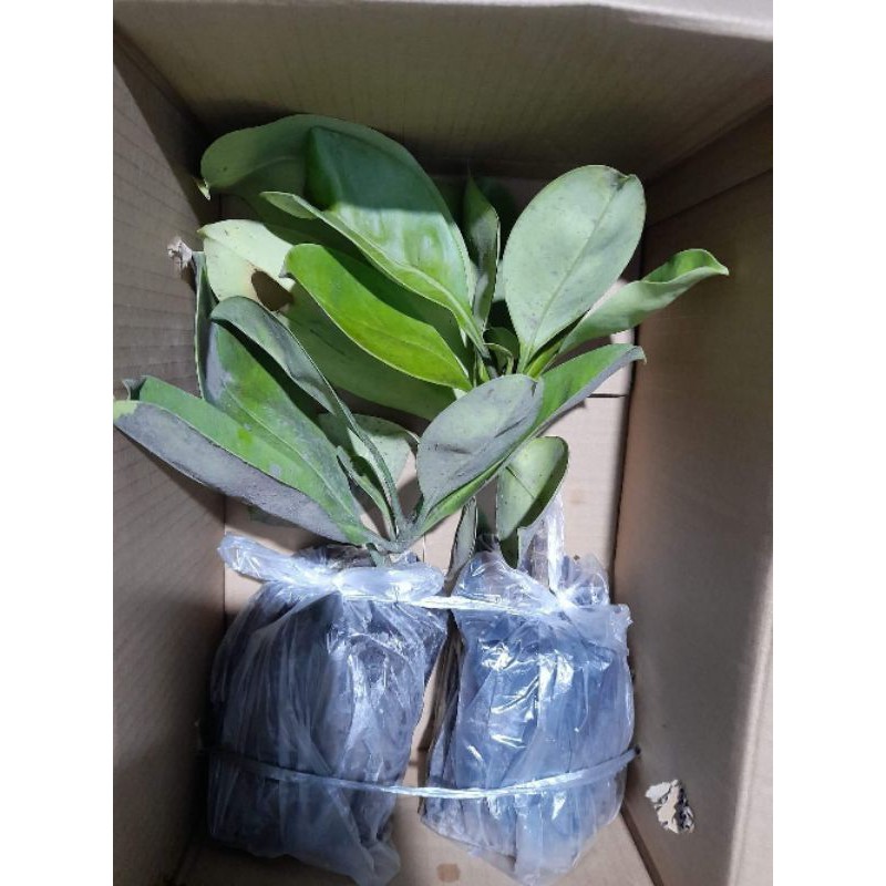 #แก้วมุกดา ดอกเธอช่างหอม มากมาย คู่ควรสำหรับบ้านคุณ