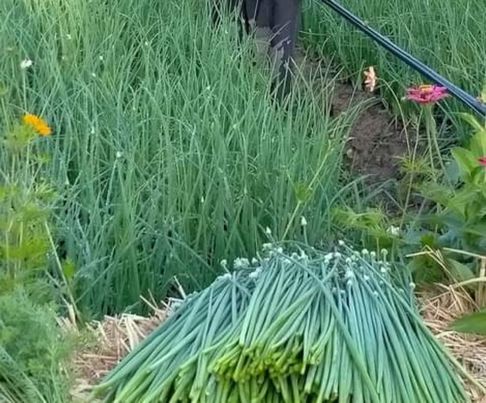 ดอกหอม บรรจุ1,000 กรัม