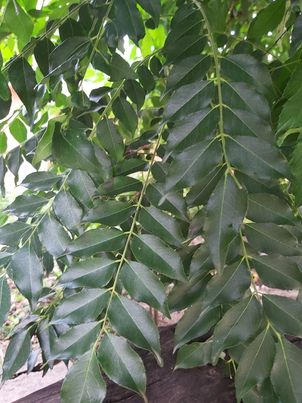 ใบเคอรี่ลิฟ อินทรี จำนวน 5 ก้าน