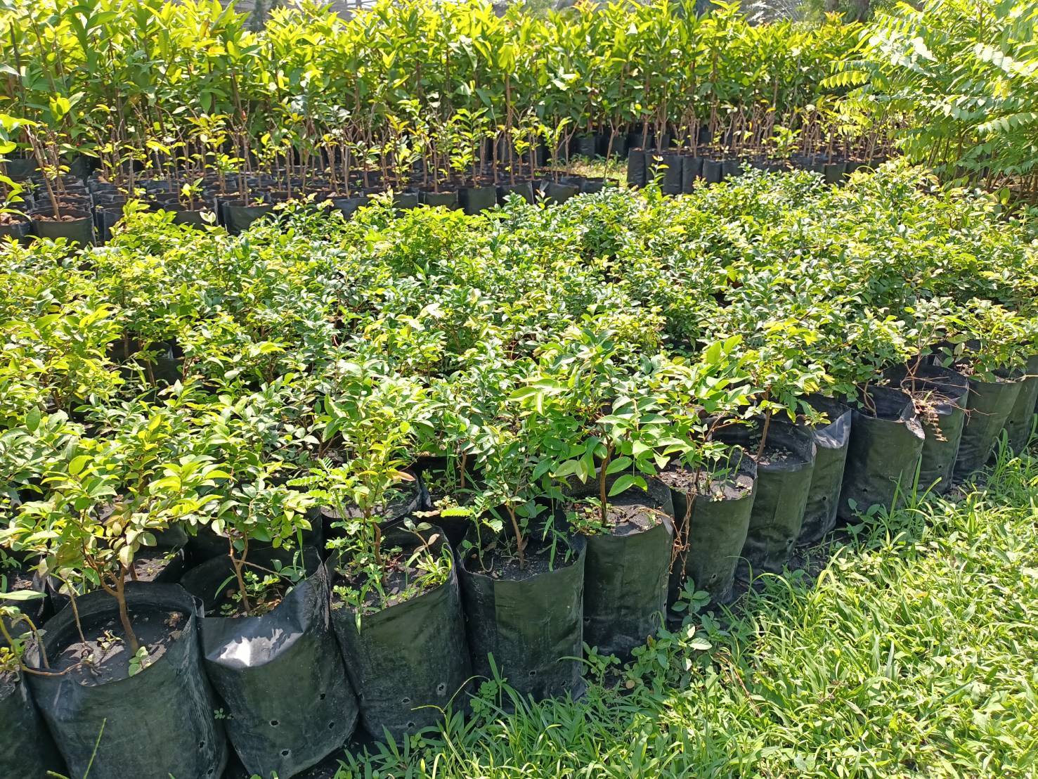 ต้นองุ่นบราซิล ต้นเพาะเมล็ด ปลูกและโตในไทยได้แล้ว ต้นพันธุ์พร้อมส่งคะ