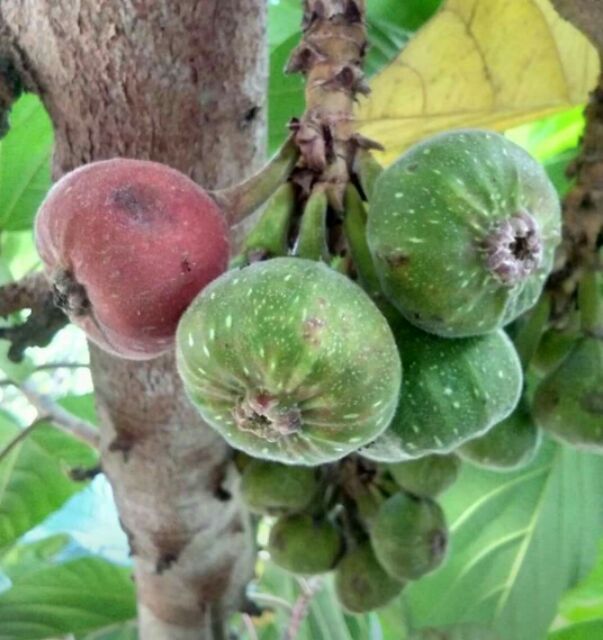 ต้นมะเดื่อฝรั่ง หรือฟิกแบล็คแจ็ค