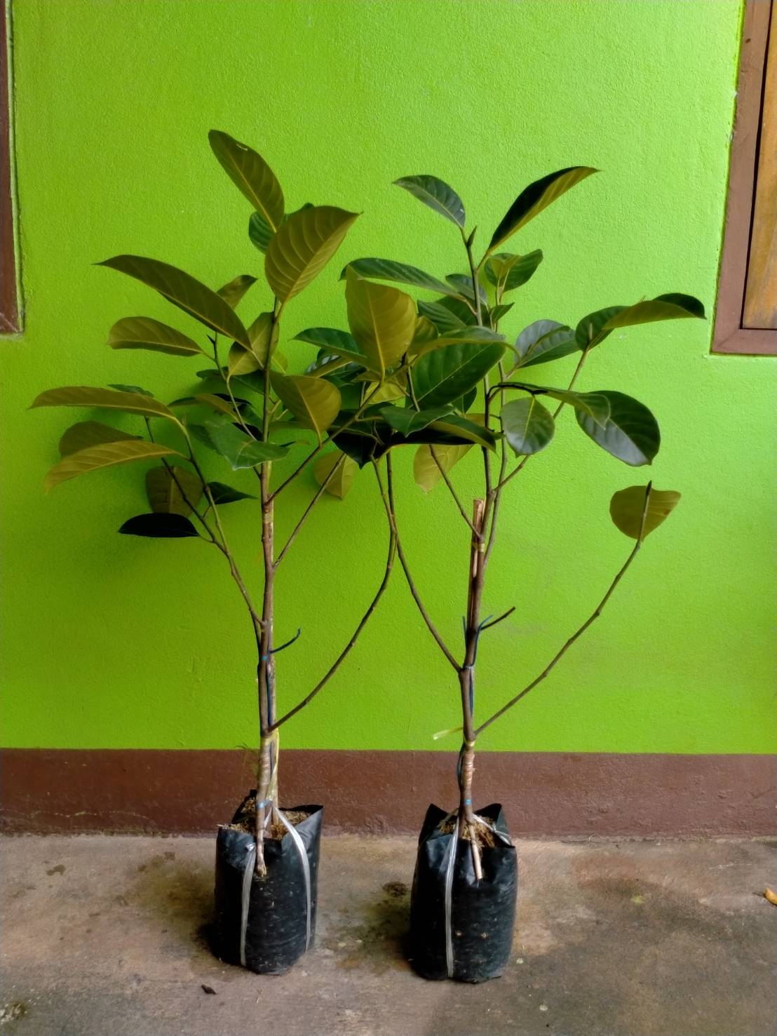 ต้นจำปาดะทองตาปาน จำปาดะรสชาดหวาน เนื้อละมุนอร่อยขอบอก ต้นทาบพร้อมส่งคะ