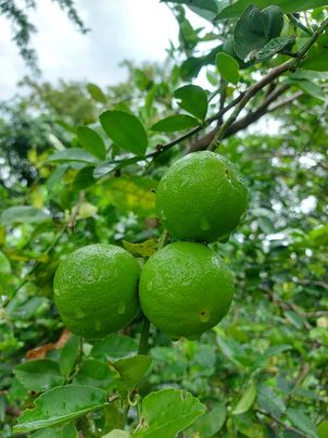 ชุดต้มยำ (ตะไคร้ ข่า ใบมะกรูด หอมแดง)