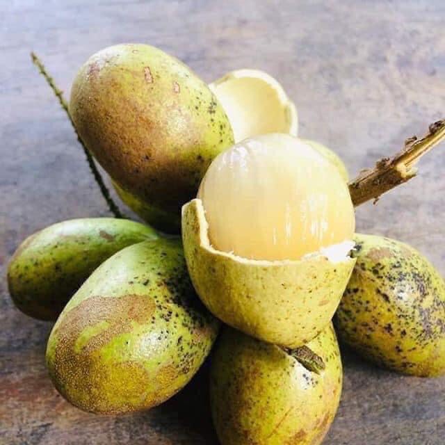 💜ต้นลำใยคริสตัล แปลกรสชาดลำใย+ลิ้นจี่ กลิ่นทุเรียน ต้นพร้อมปลูกให้ผลไว