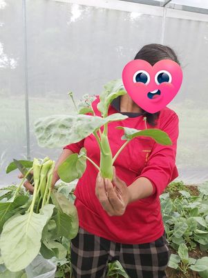 ผักคะน้าออร์แกนิค 100% บรรจุ 1,000 กรัม