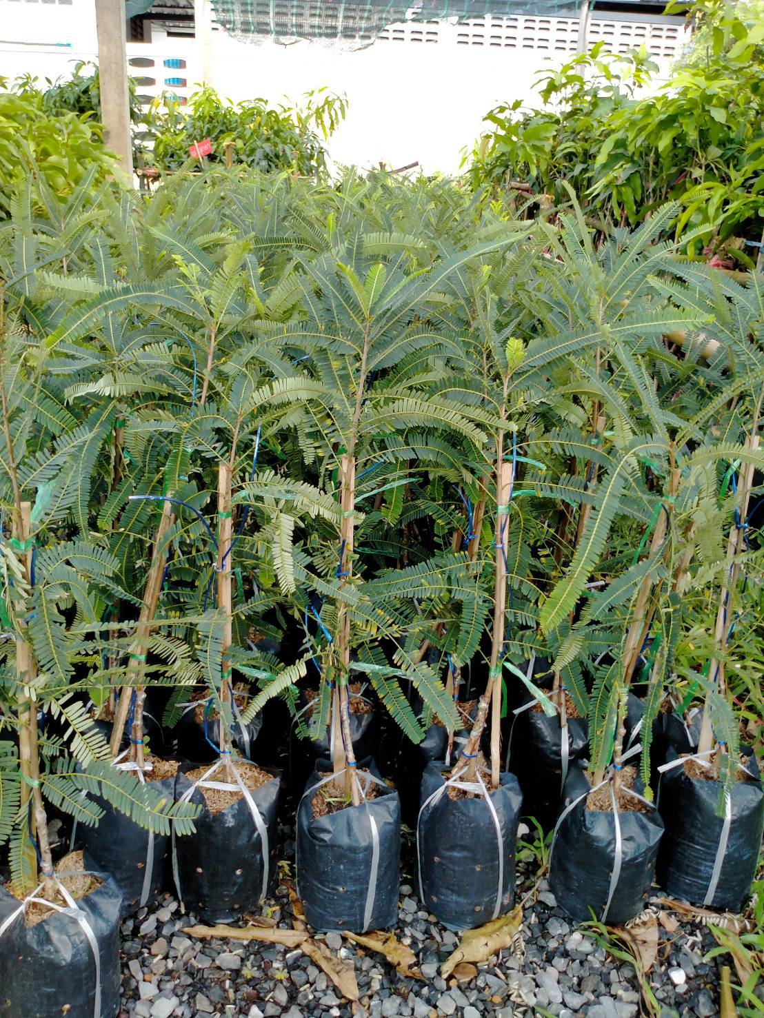 ต้นมะขามป้อมยักษ์อินเดีย ทวาย