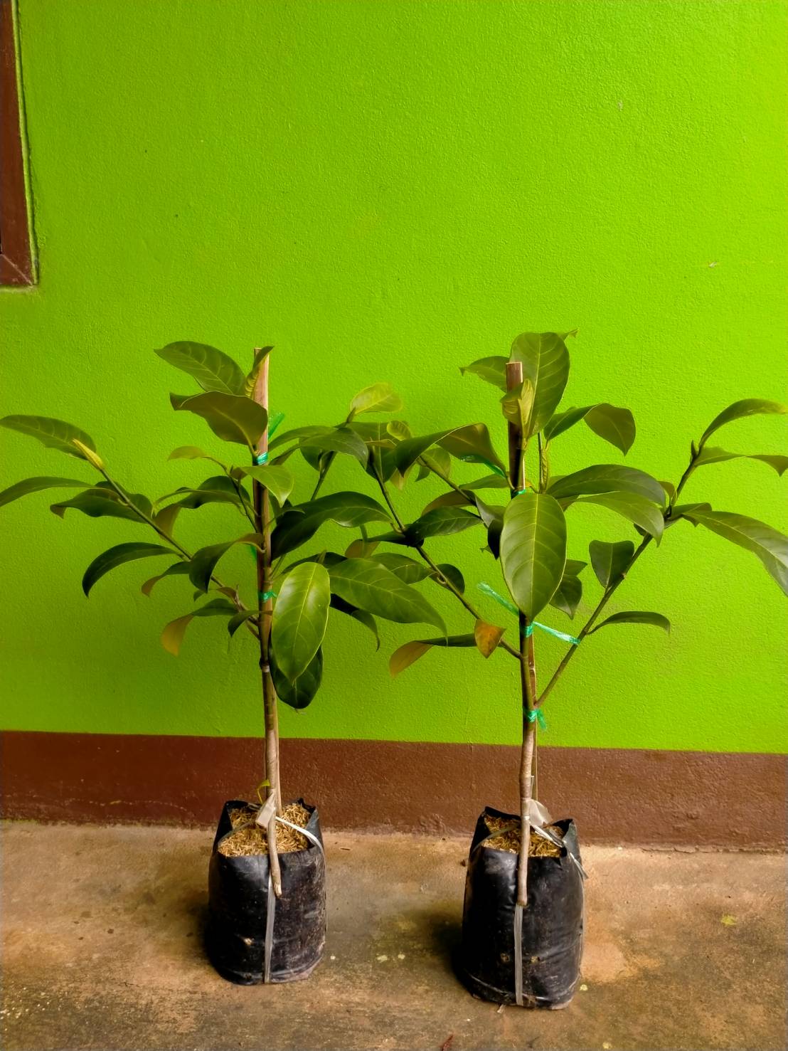 ต้นจำปาดะขวัญสตูล จำปาดะที่ได้รับรางวัล การันตี โดยเป็นที่นิยมที่สุด ต้นทาบกิ่ง พร้อมส่งคะ