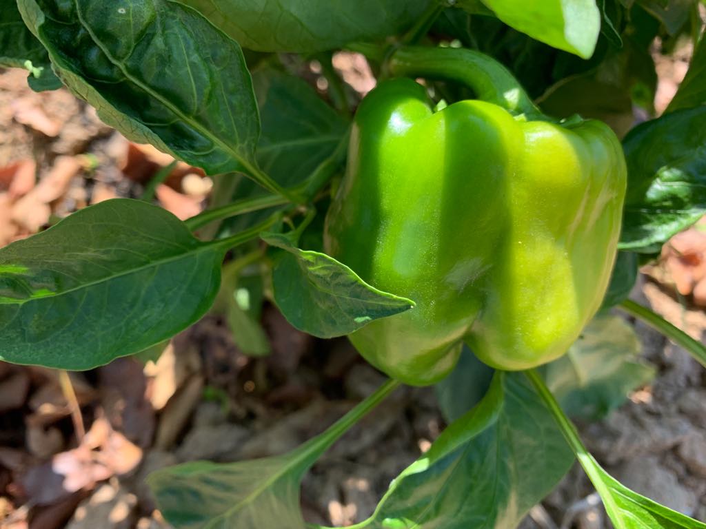 พริกหวานอินทรีย์