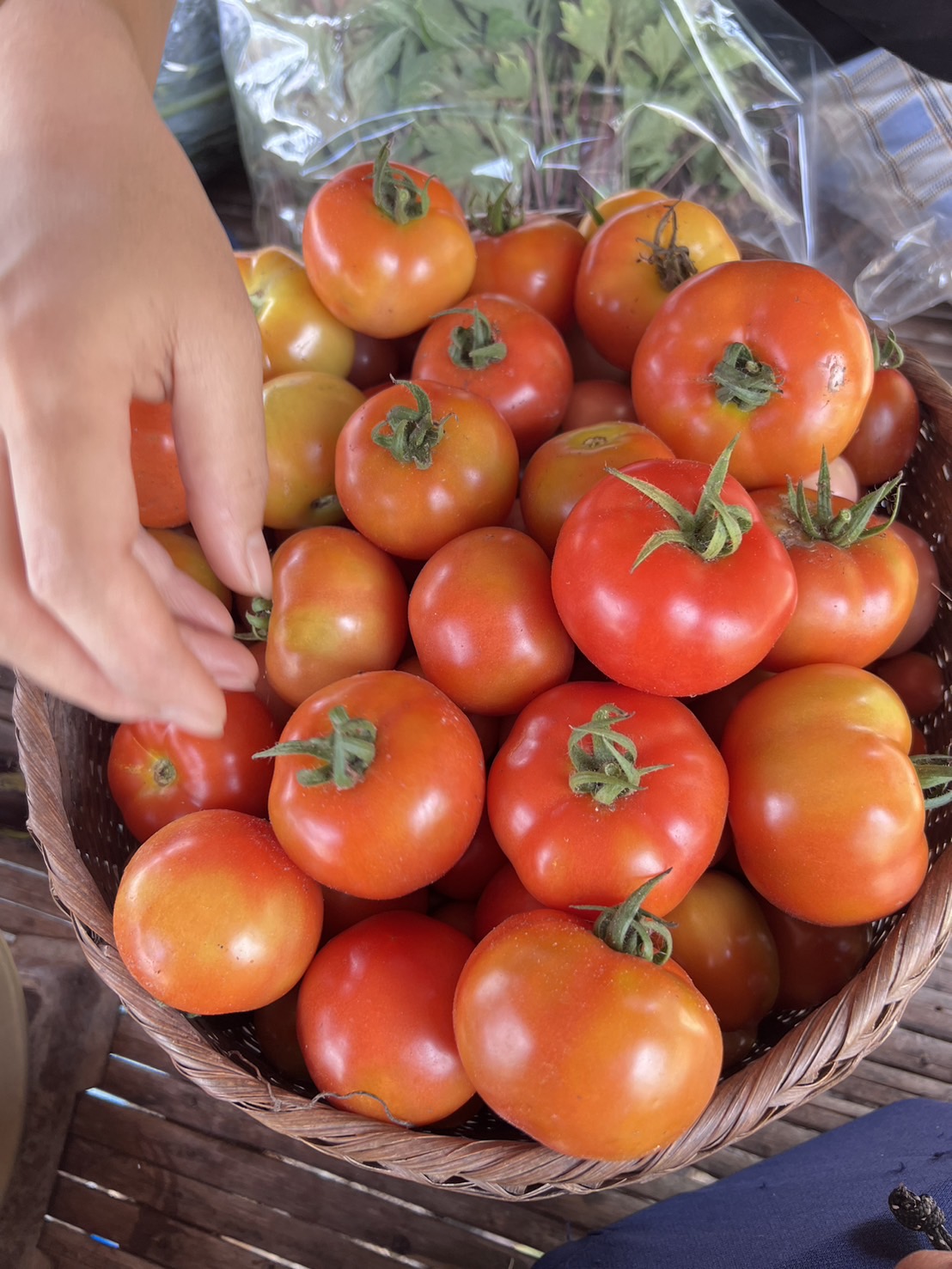 มะเขือหยักพราวตะวัน 500 กรัม