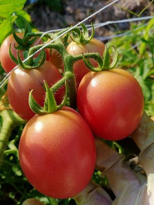 มะเขือเทศสีดา บรรจุ500กรัม