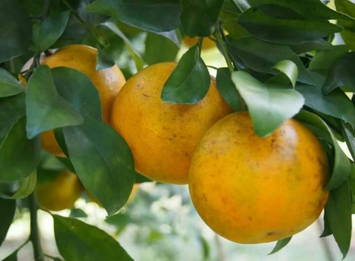 ส้มสีทอง ส้มเขียวหวาน