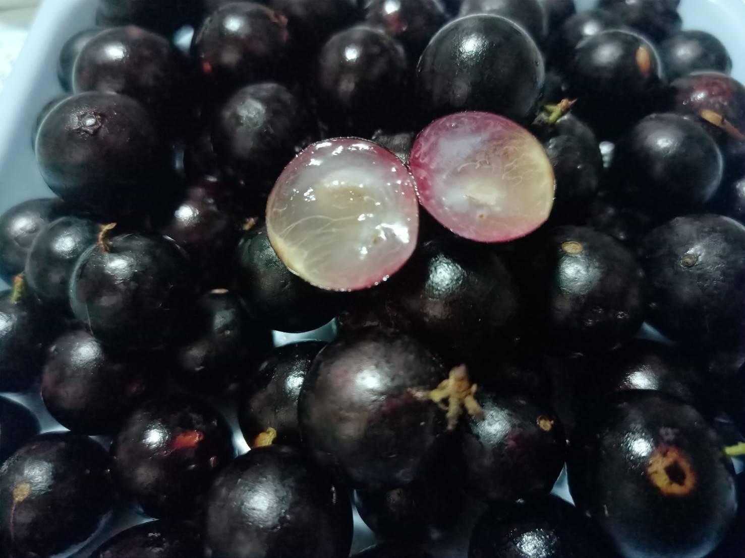 ต้นองุ่่นบราซิล ขนาด 60cm ต้นสวยๆ