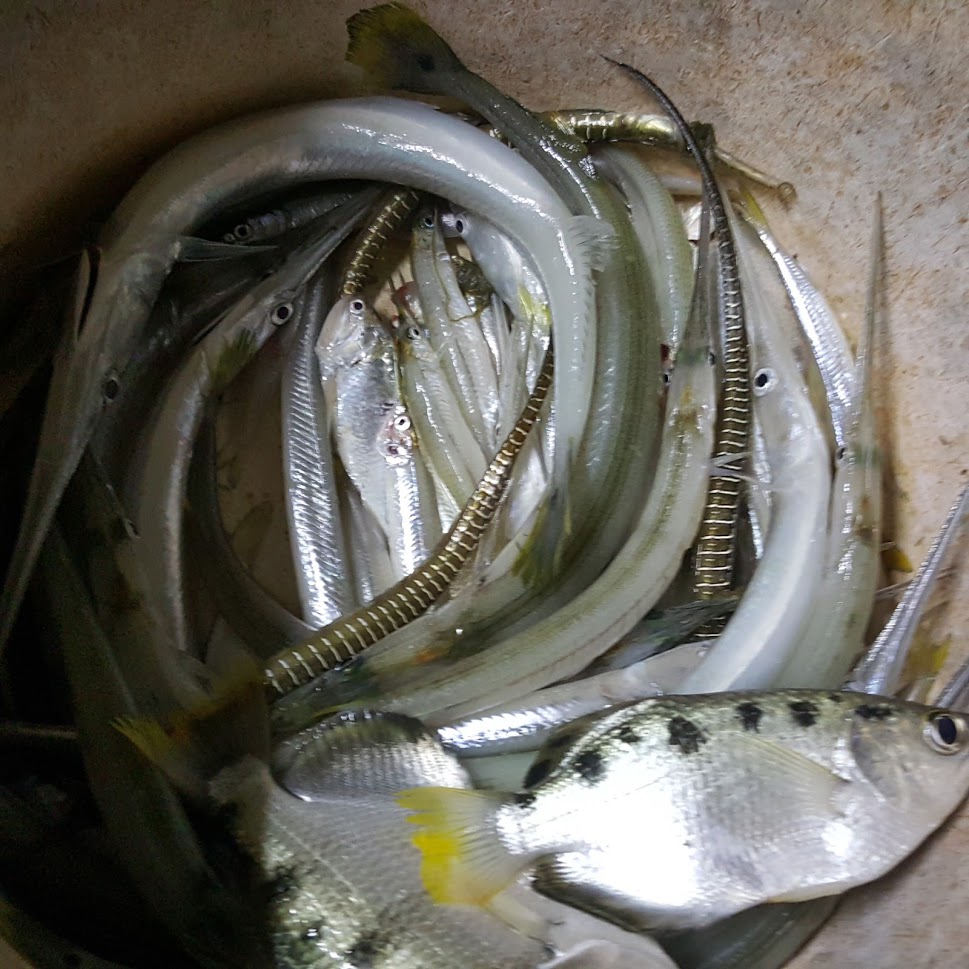 ปลาโทงเลาะก้าง