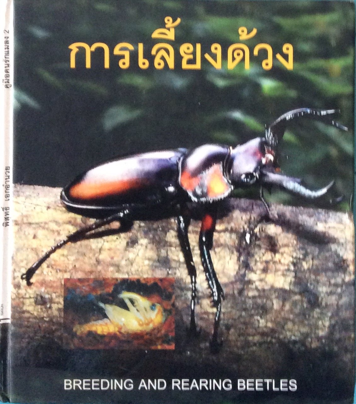 การเลี้ยงด้วง