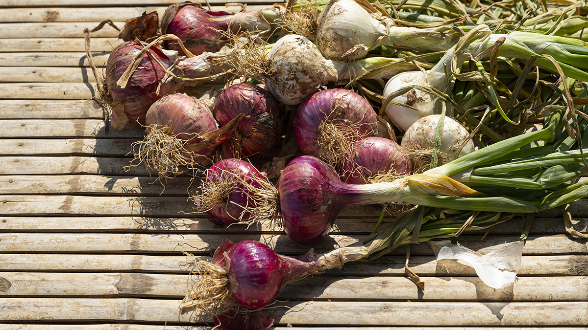 จองด่วน!! หอมแขกอินเดียอินทรีย์100%