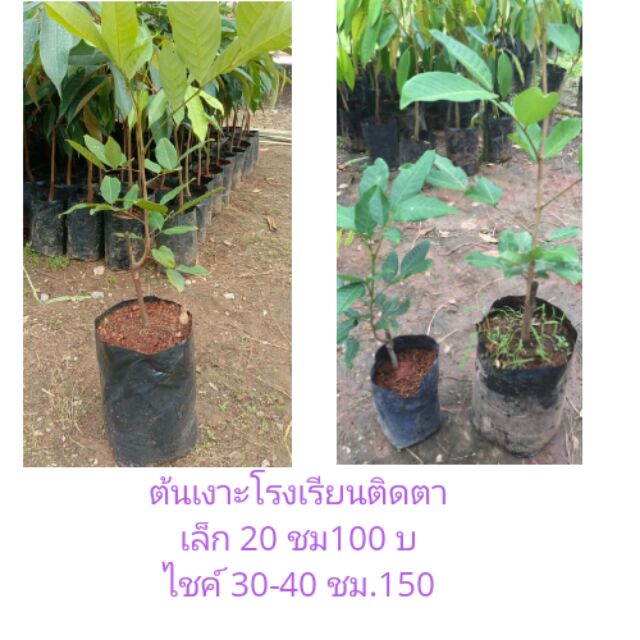 ต้นเงาะ