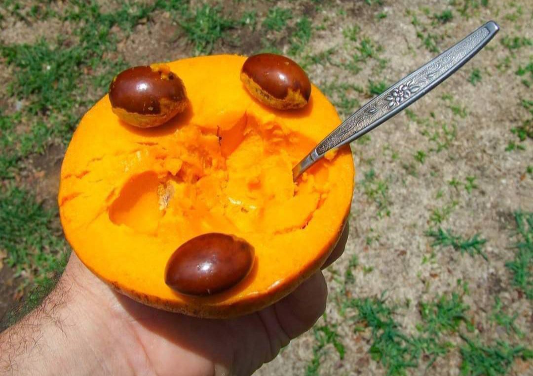 #ต้นเซียนท้อซาลาเปา ผลกลมน่ารับประทาน ต้นสวยพร้อมส่ง