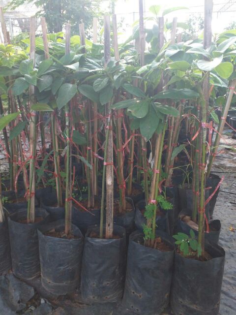 ต้นอะโวคาโด บูธ7 เสียบยอดสวยๆ