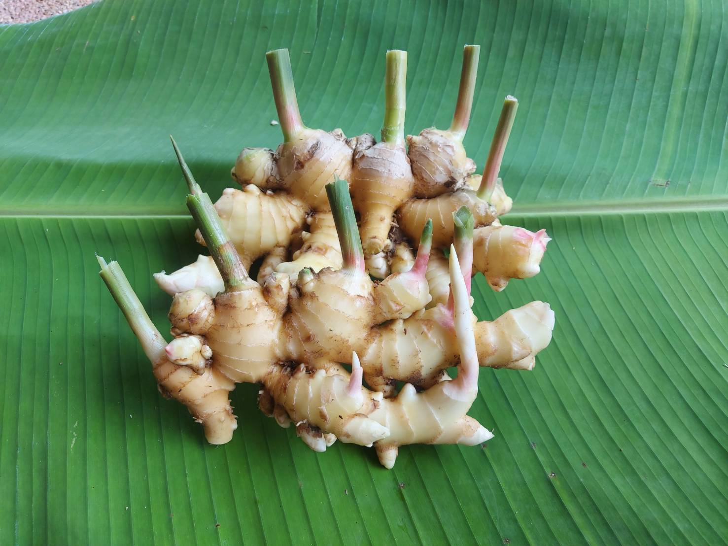 ขิงแก่อินทรีย์ 1,000 กรัม